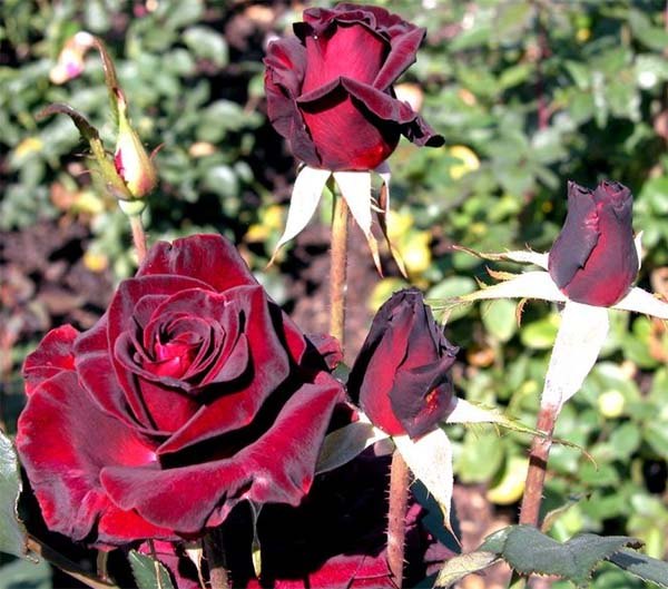 роза Блек Бакара